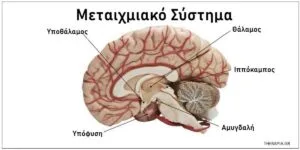 Μεταιχμιακός Εγκέφαλος 300x150 1